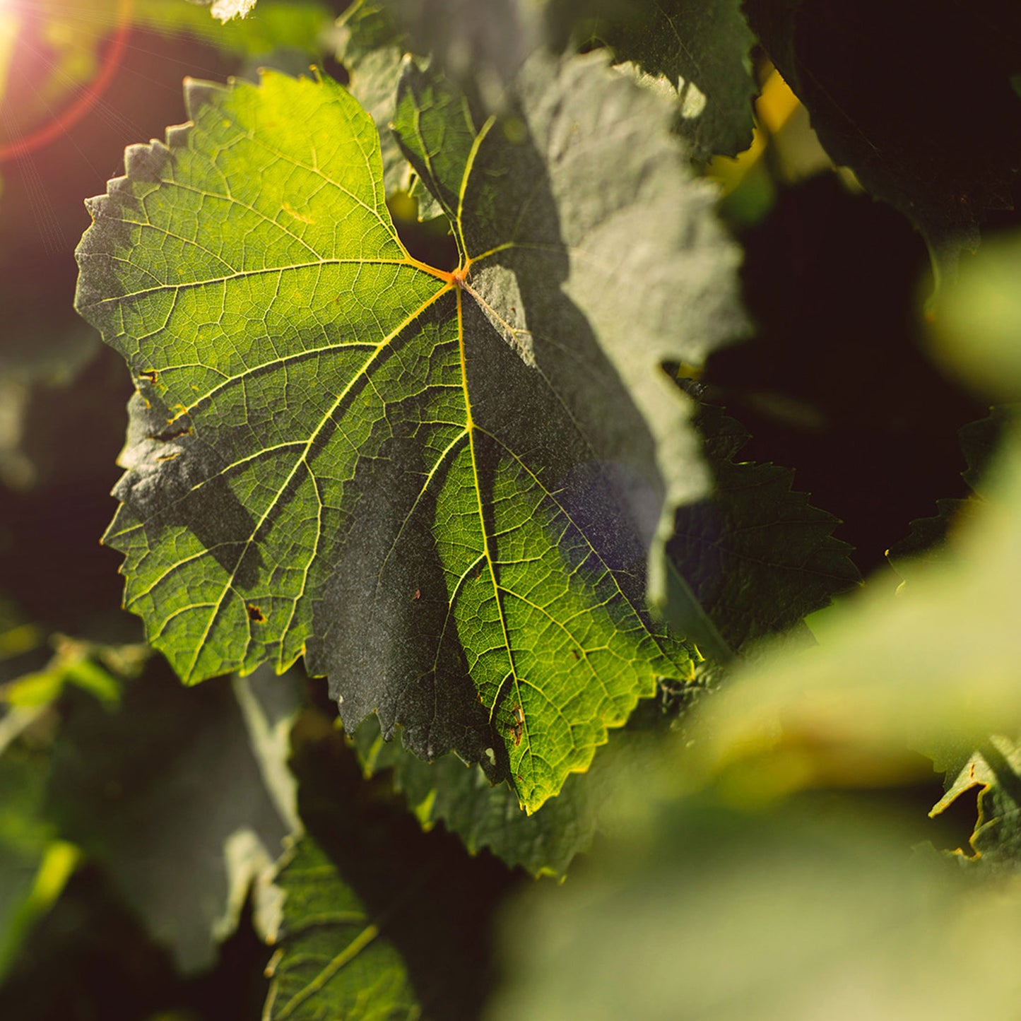 Ruinart Blanc de Blancs 1.5L