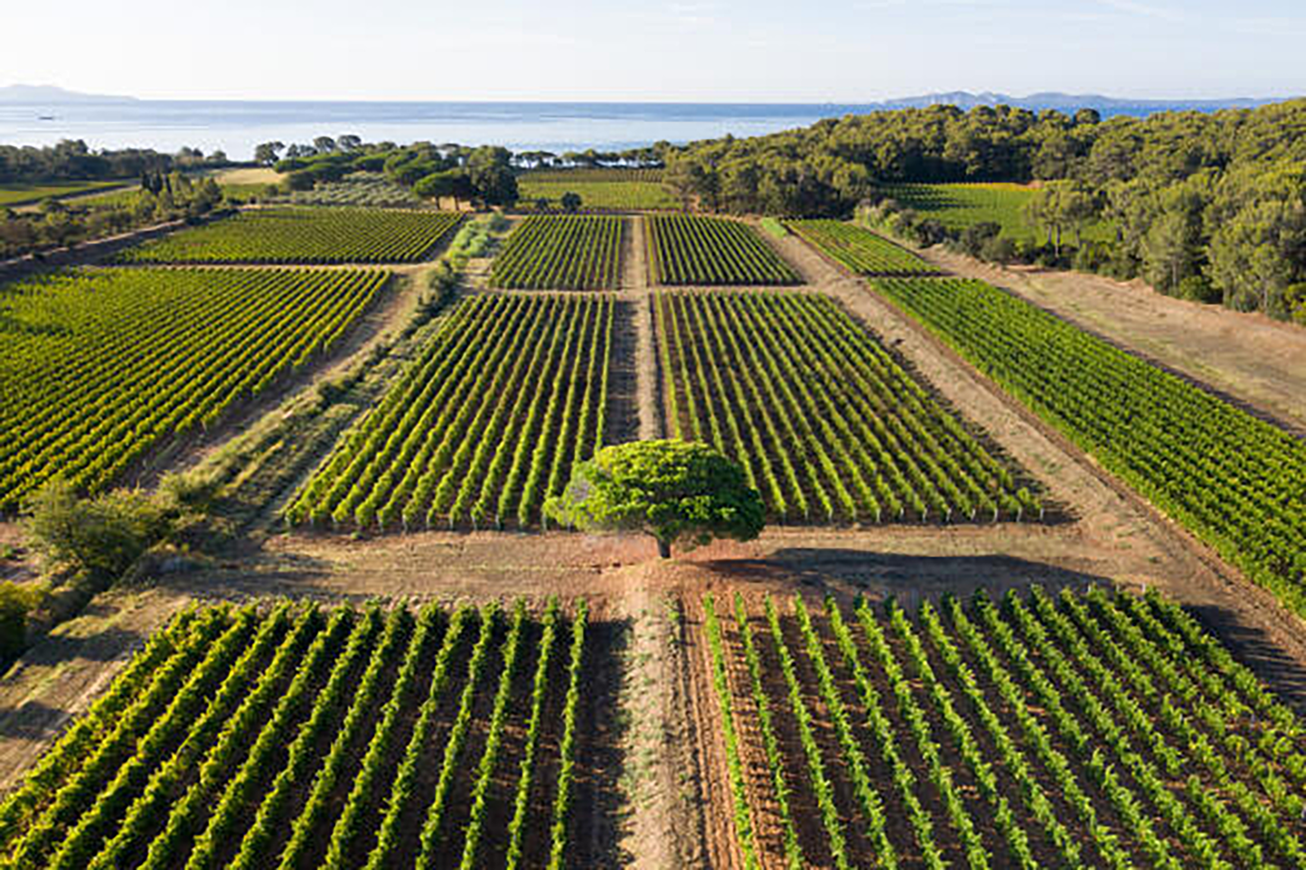 Domaines Ott Clos Mireille Coeur de Grain Rosé 2022