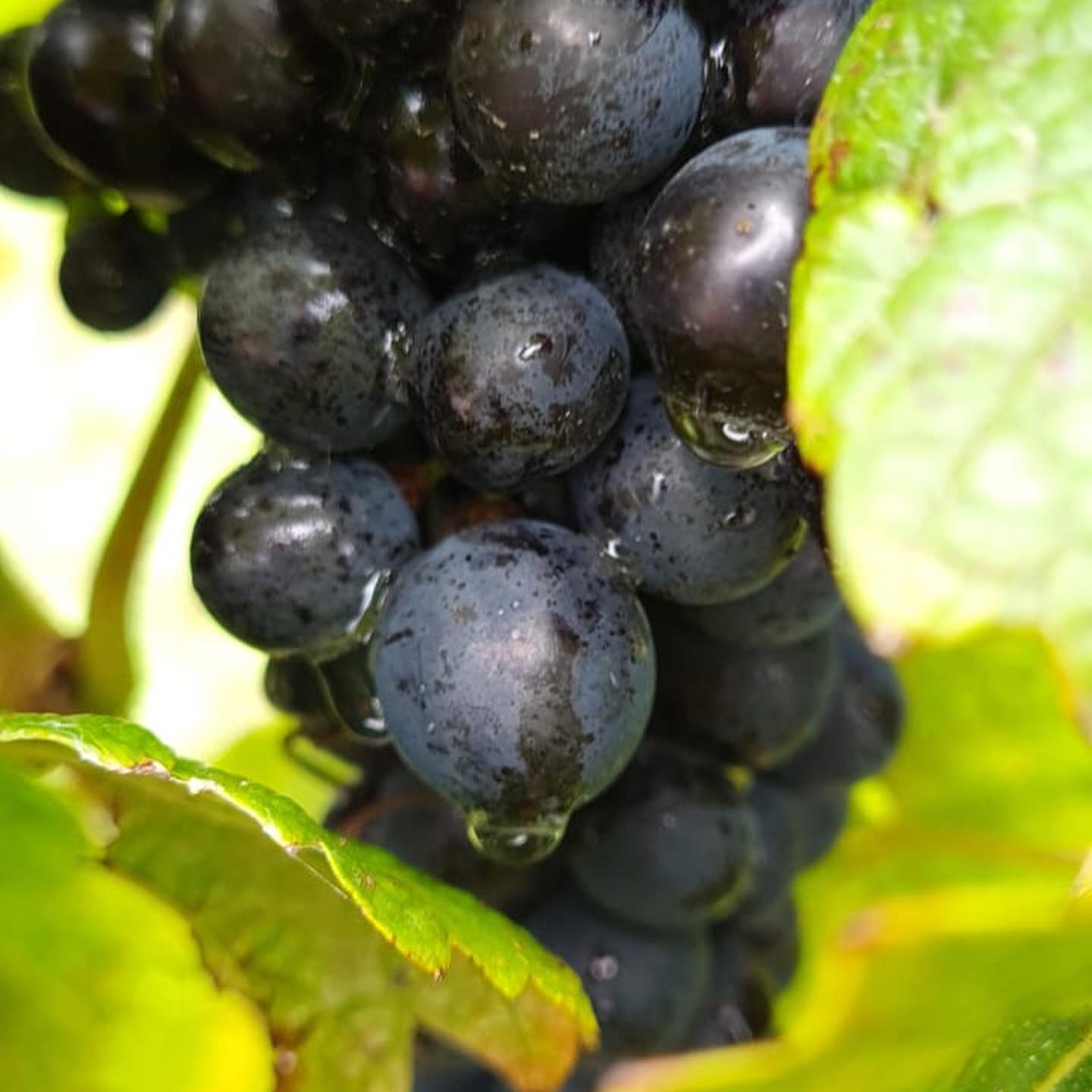 Bass Phillip Estate Pinot Noir 2021