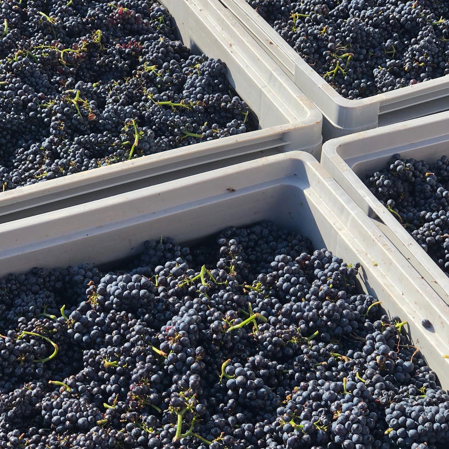 Domaine Lucien Muzard Bourgogne Rouge 2022