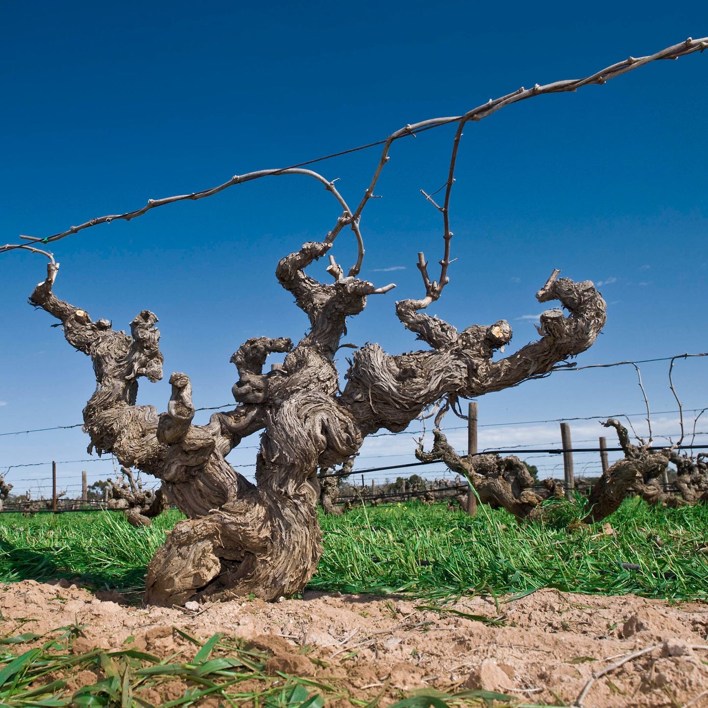 Ben Glaetzer Bishop Shiraz 2022