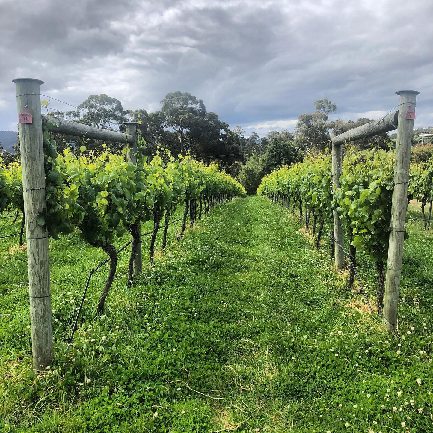 Chatto Killara Pinot Noir 2023