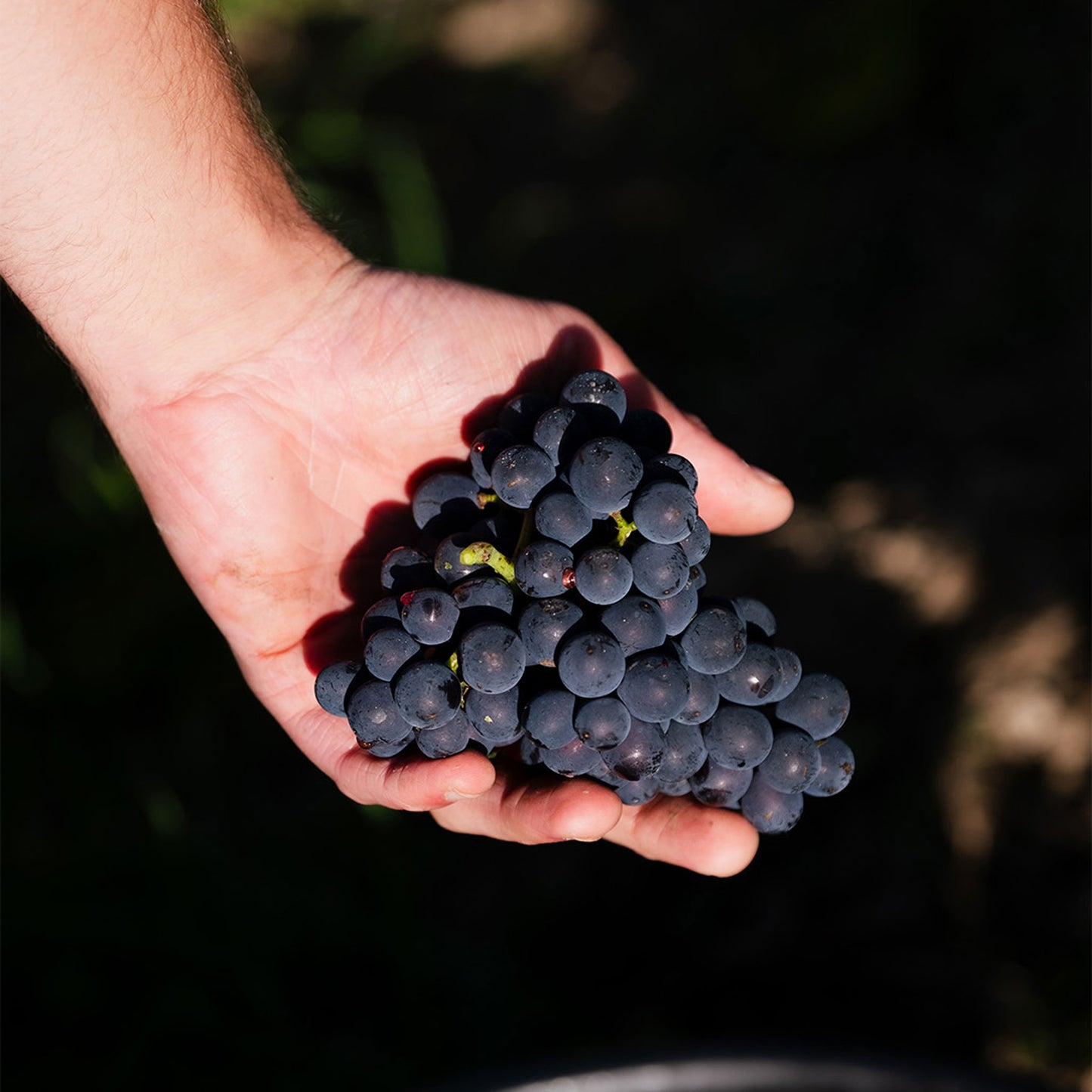Bollinger La Grande Année Rose 2015
