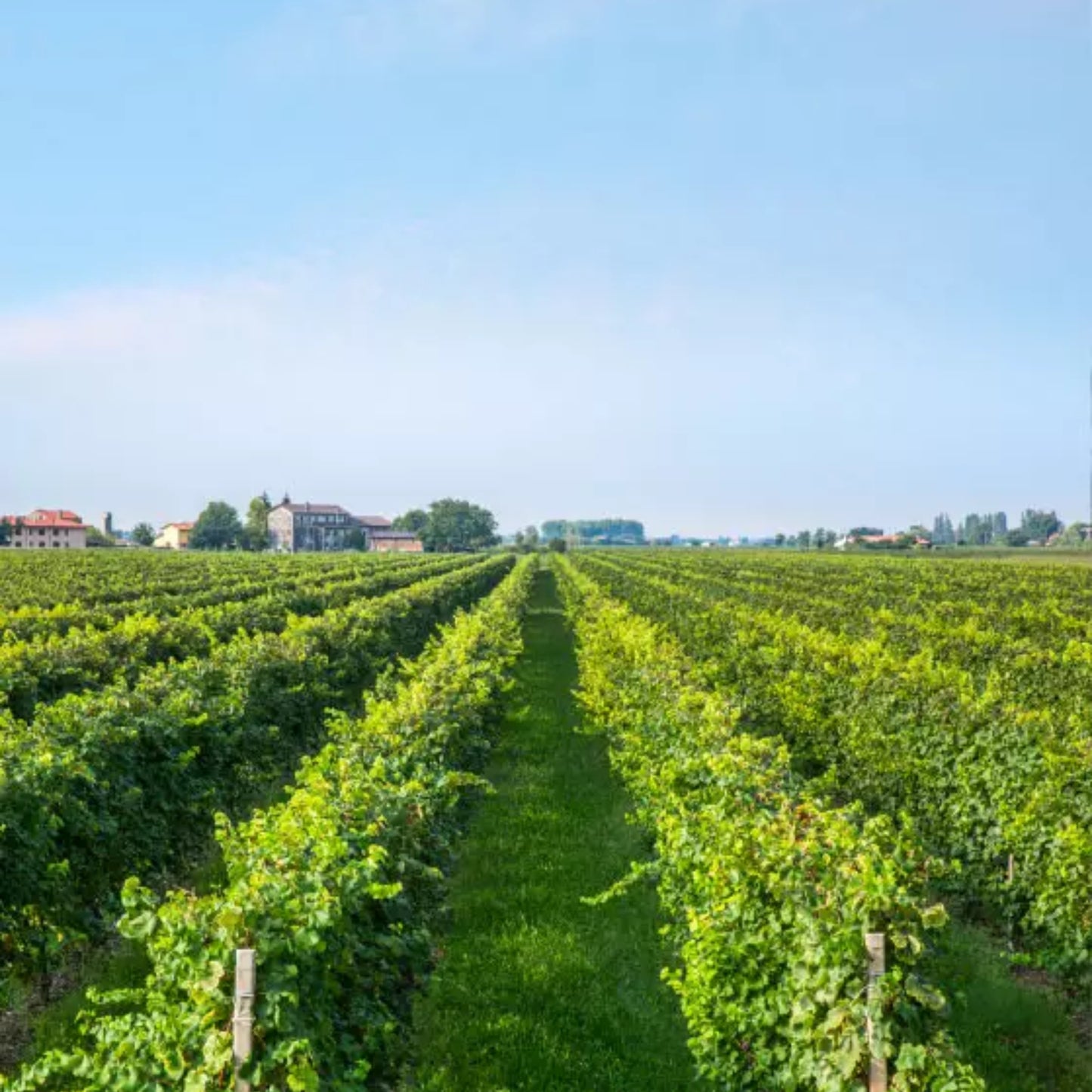 Ponte Pinot Grigio DOC delle Venezie 2021