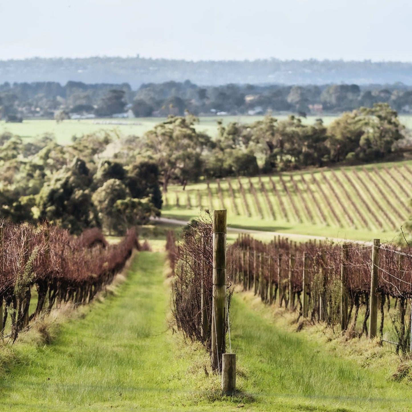 Red Claw Pinot Noir 2023