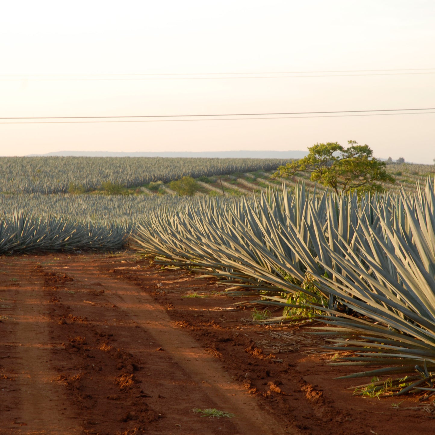 Don Julio 1942 Añejo Tequila 1.75L