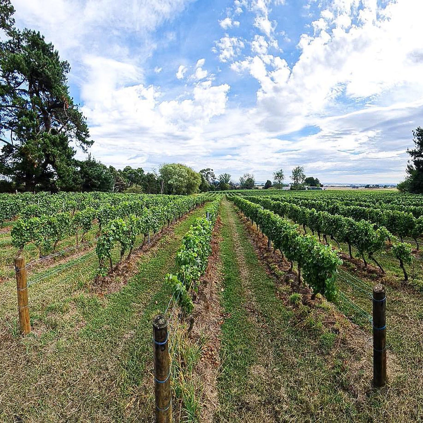 Bass Phillip Estate Pinot Noir 2021