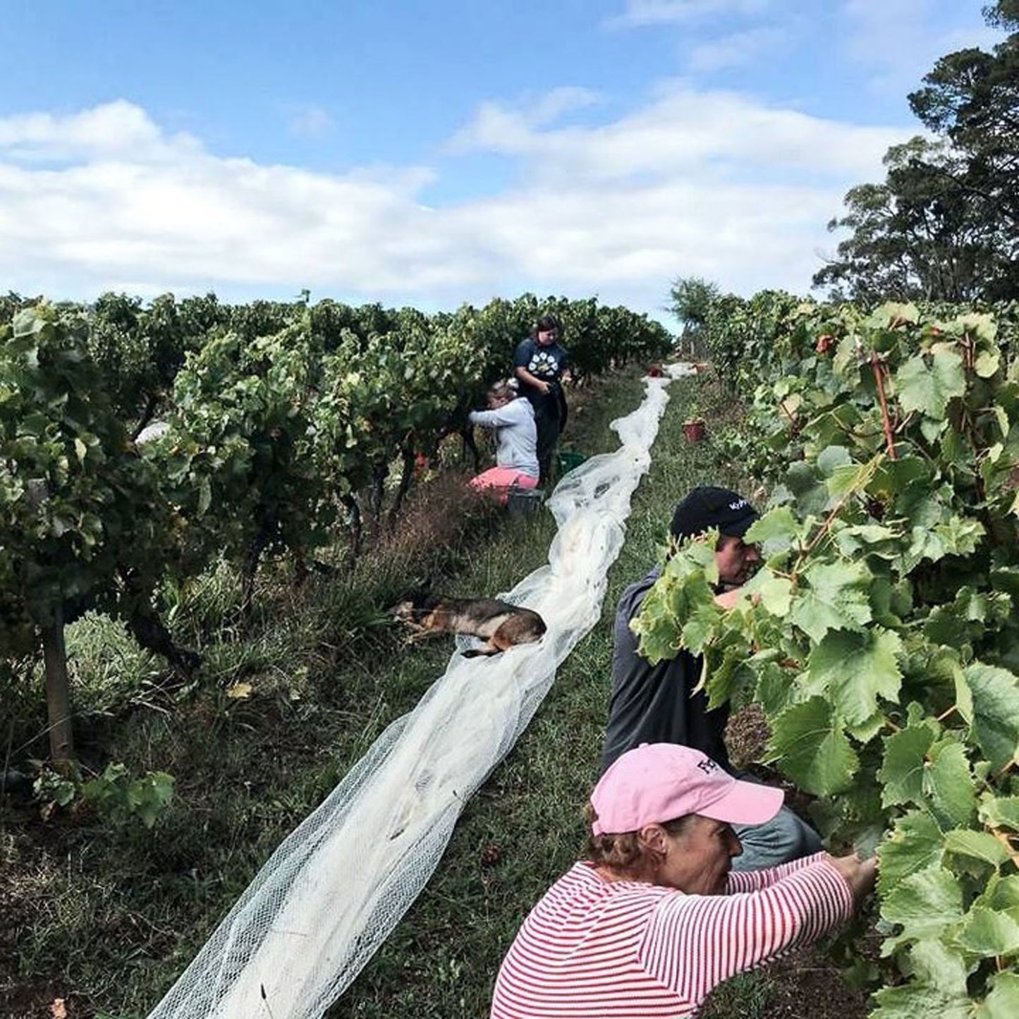 Bass Phillip Estate Pinot Noir 2021
