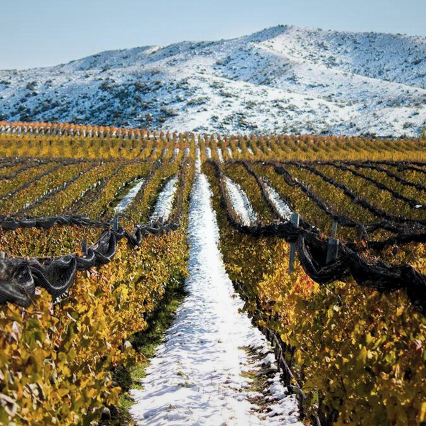 Catena Zapata Adrianna Vineyard White Stones Chardonnay 2020