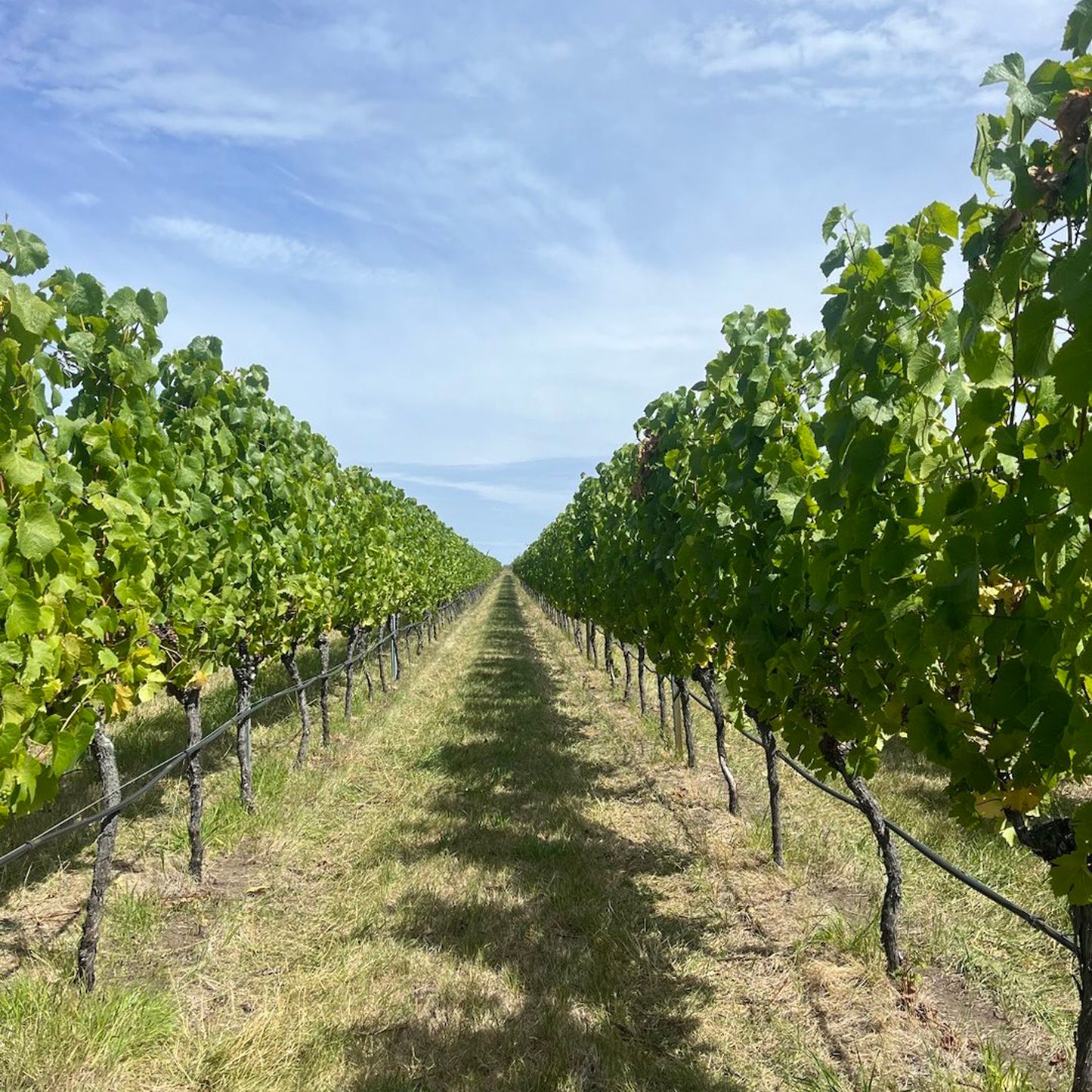 Bubb + Pooley Pinot Noir 2023