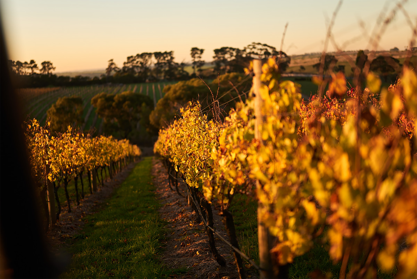 Philippa Farr Mornington Pinot Noir 2021