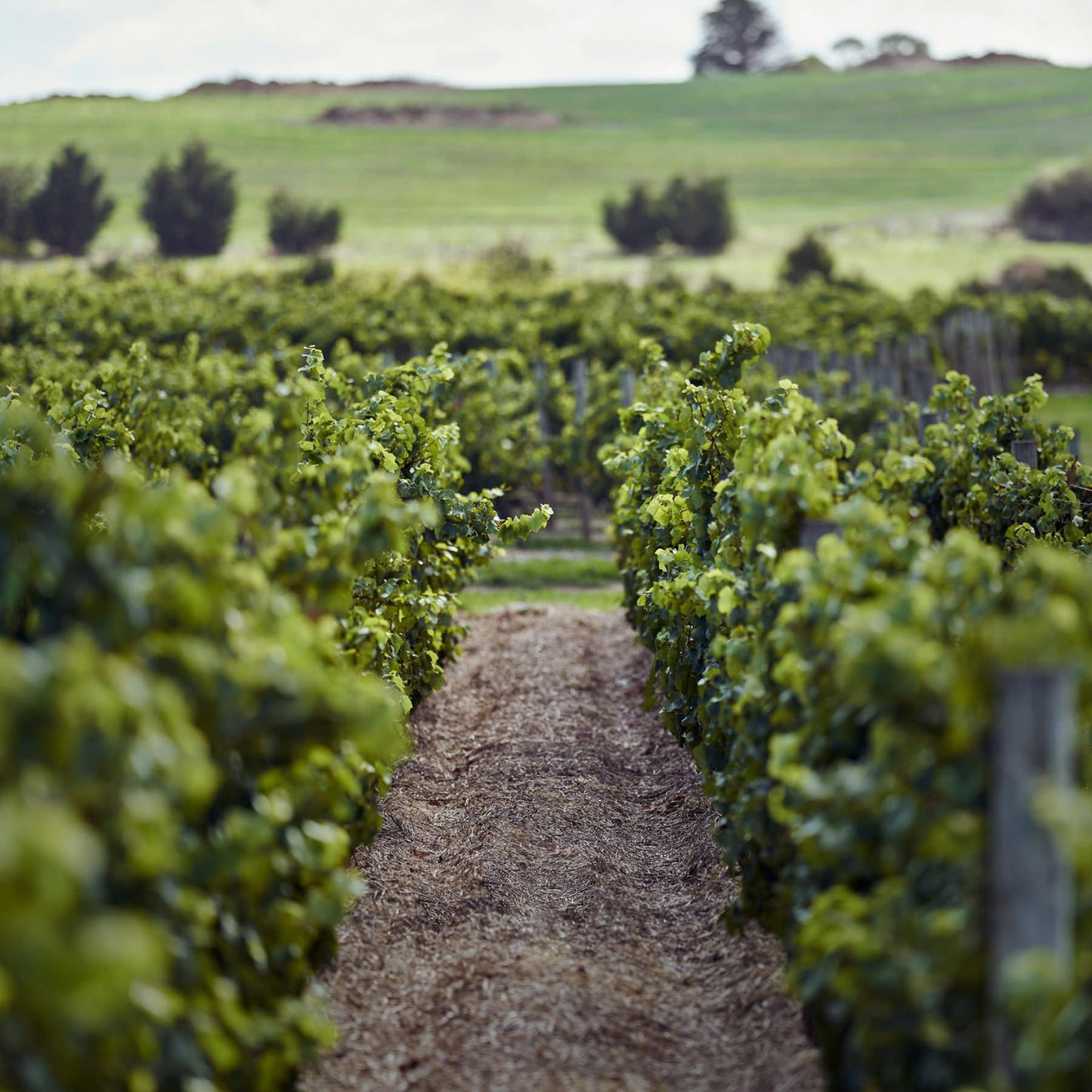 By Farr Sangreal Pinot Noir 2022
