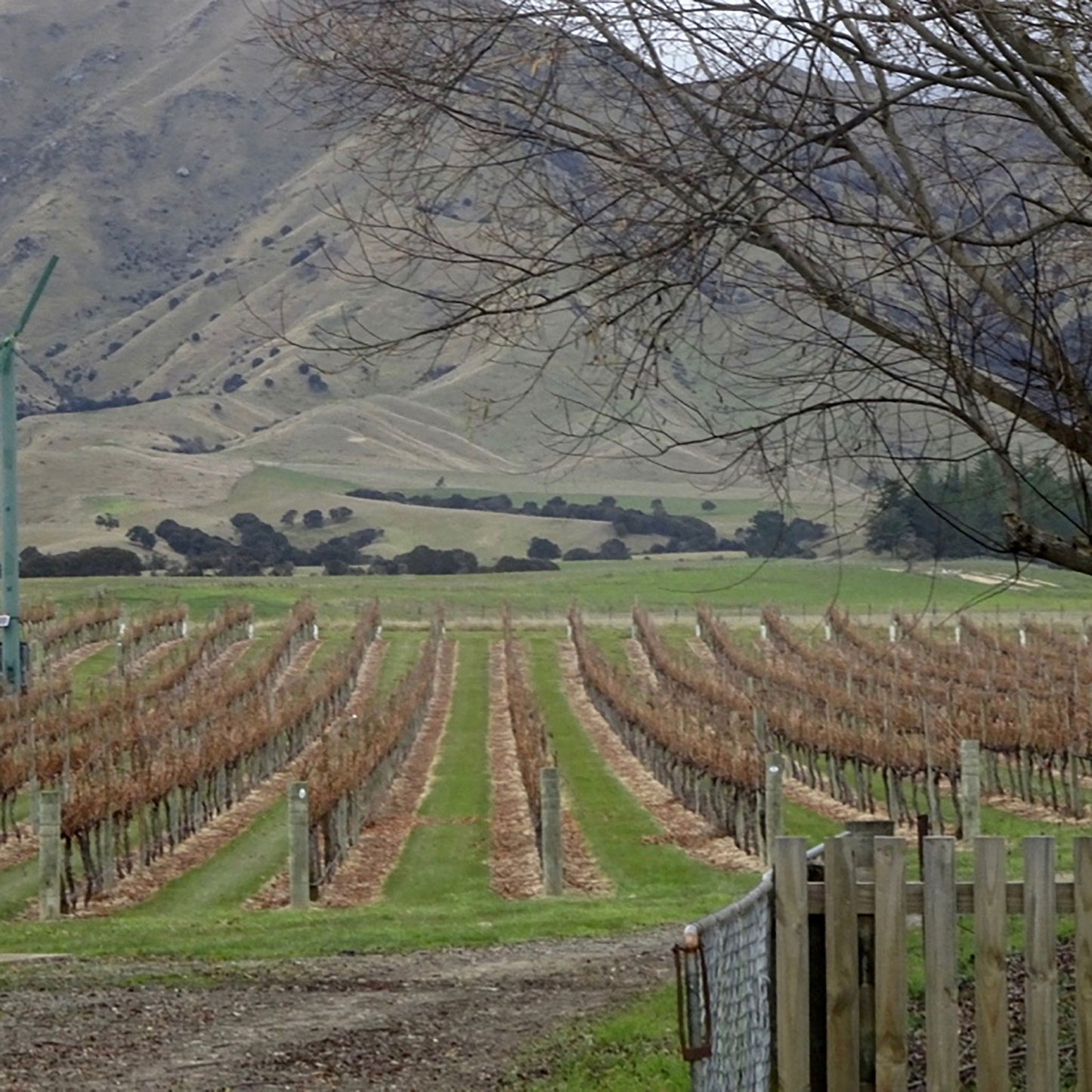Catalina Sounds Sauvignon Blanc 2023