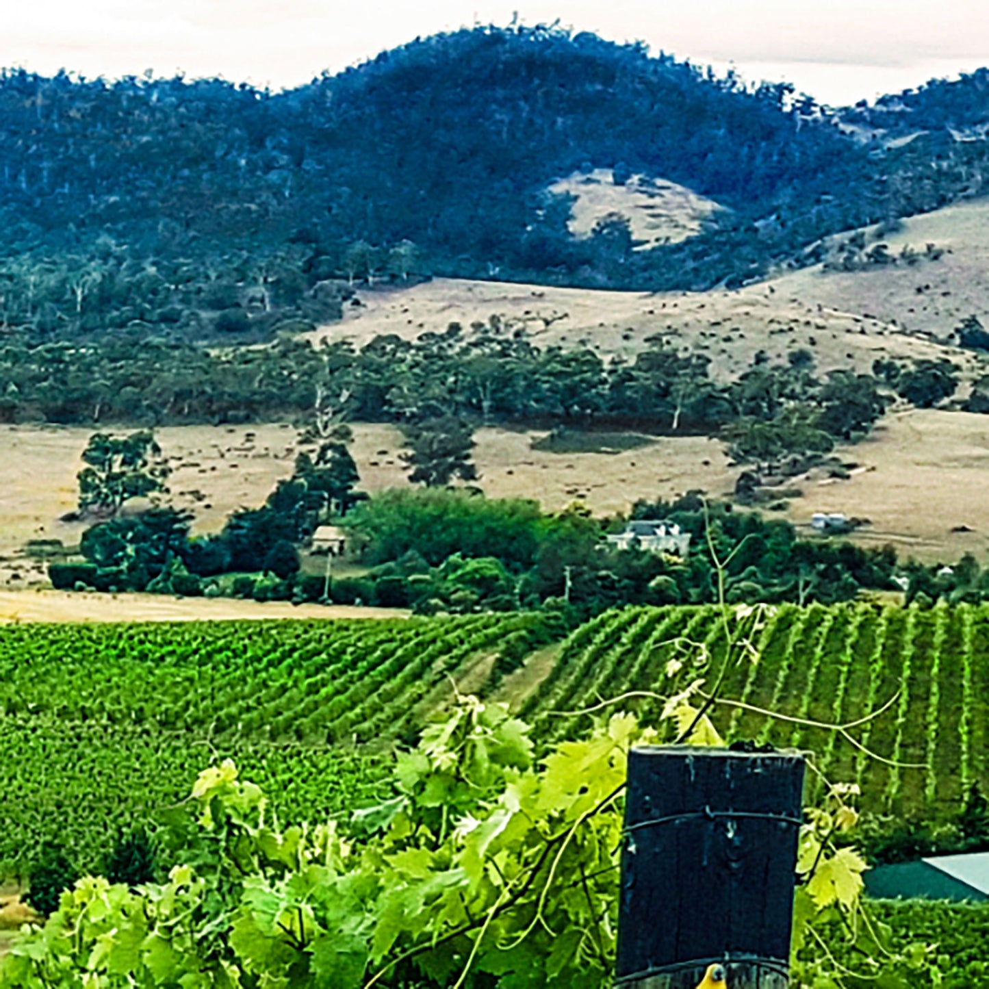 Clarence House Estate Reserve Chardonnay 2023