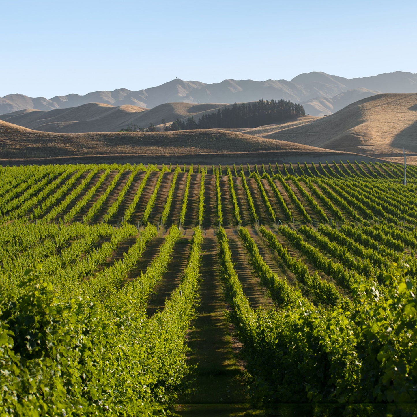 Villa Maria Keltern Chardonnay 2022