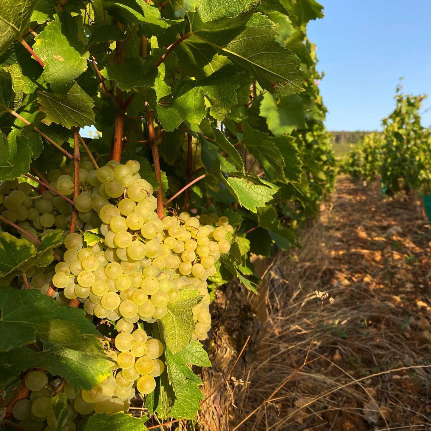 Benjamin Leroux Meursault-Blagny 1er Cru La Pièce Sous Le Bois 2022