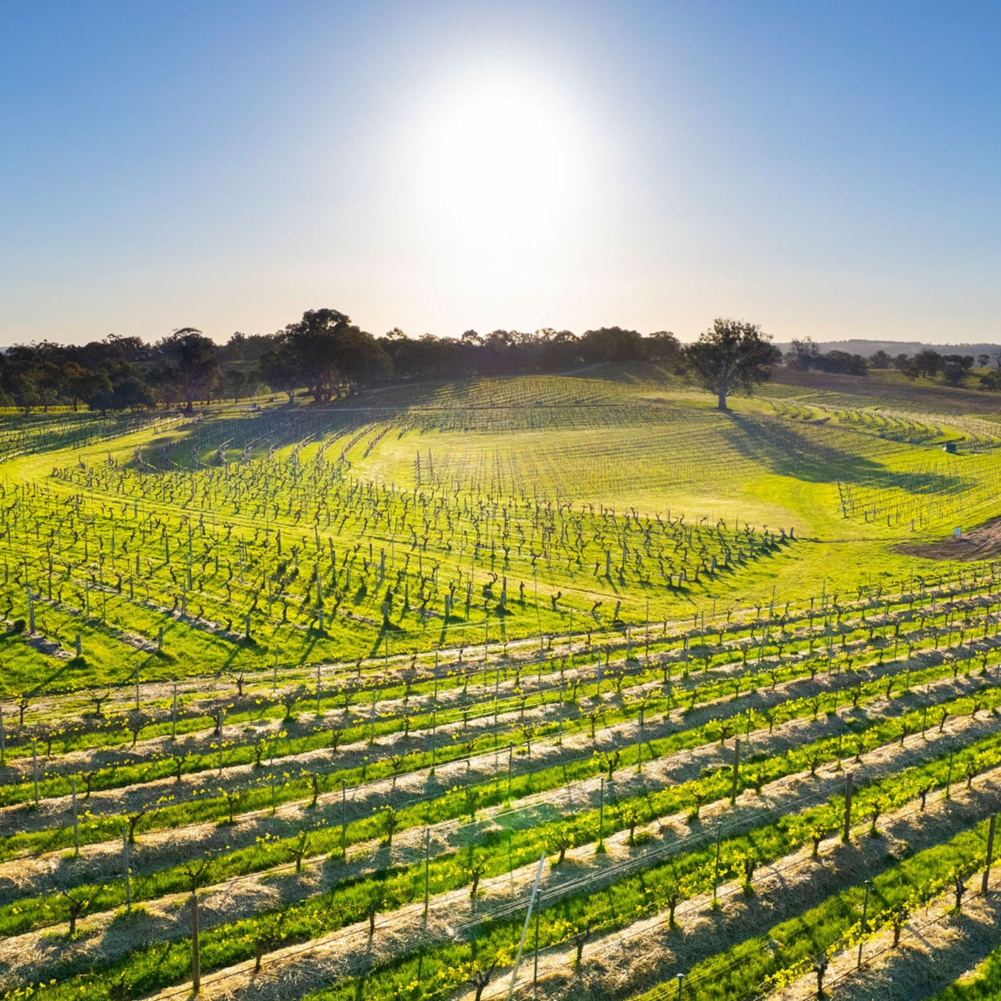 Henschke Hill of Grace Shiraz 2013