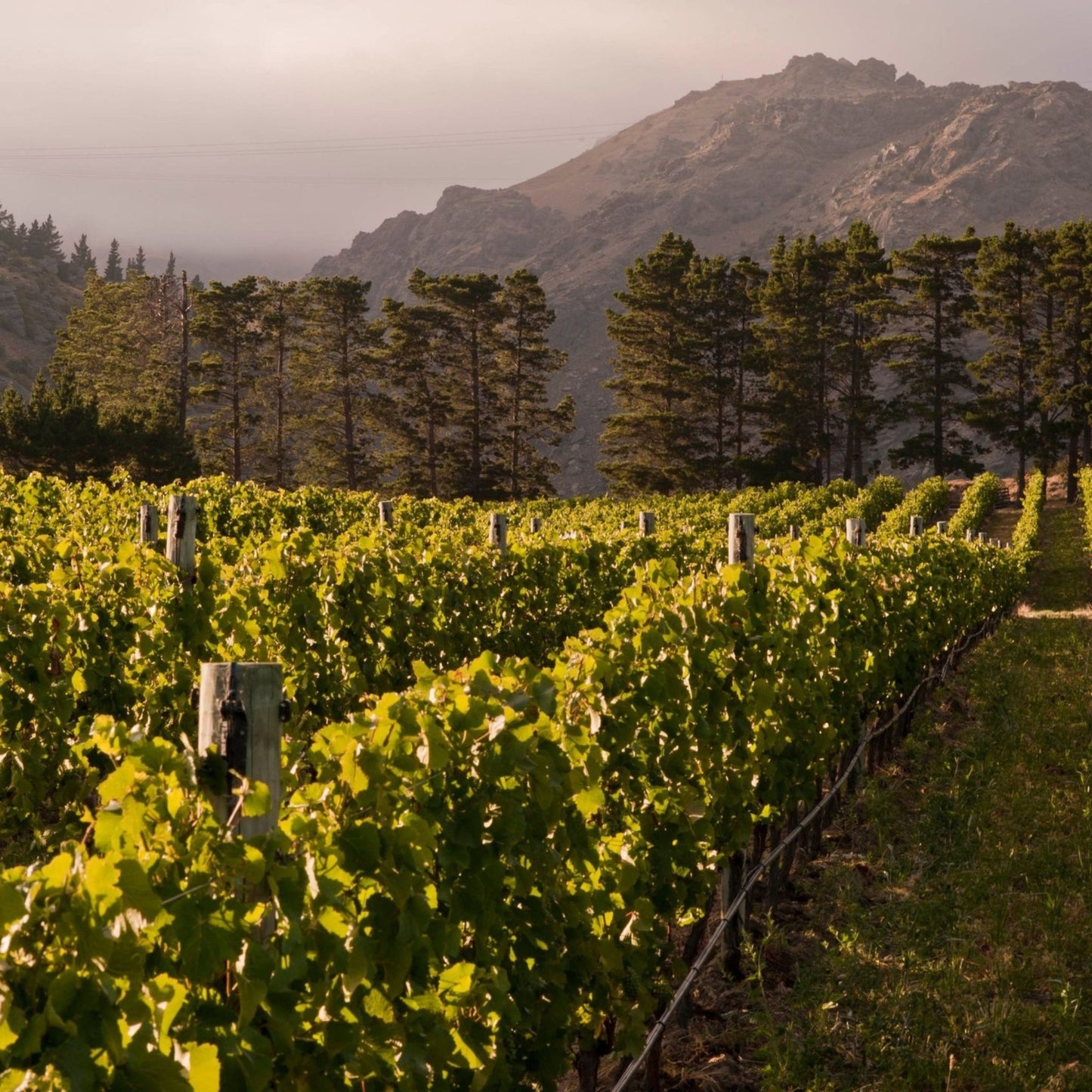 Felton Road Bannockburn Pinot Noir 2023