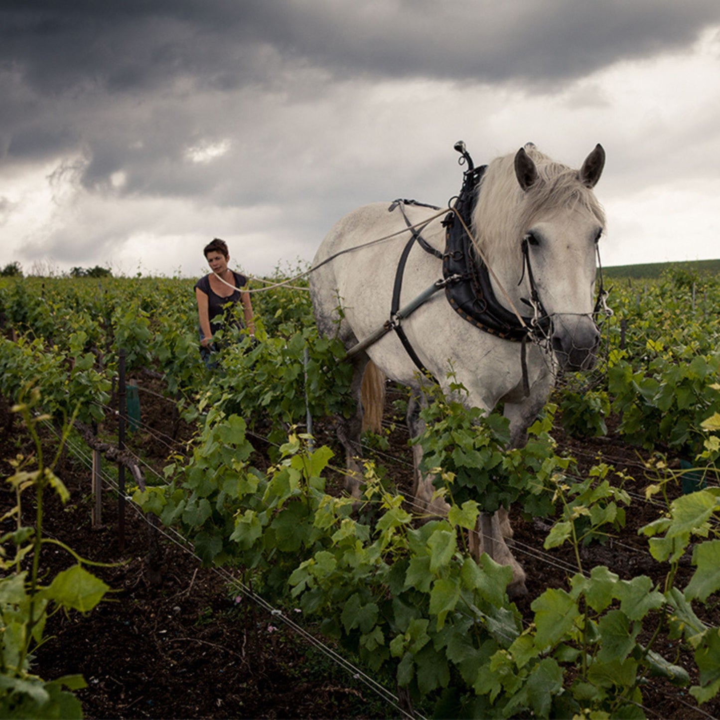 Louis Roederer Blanc de Blancs 2016