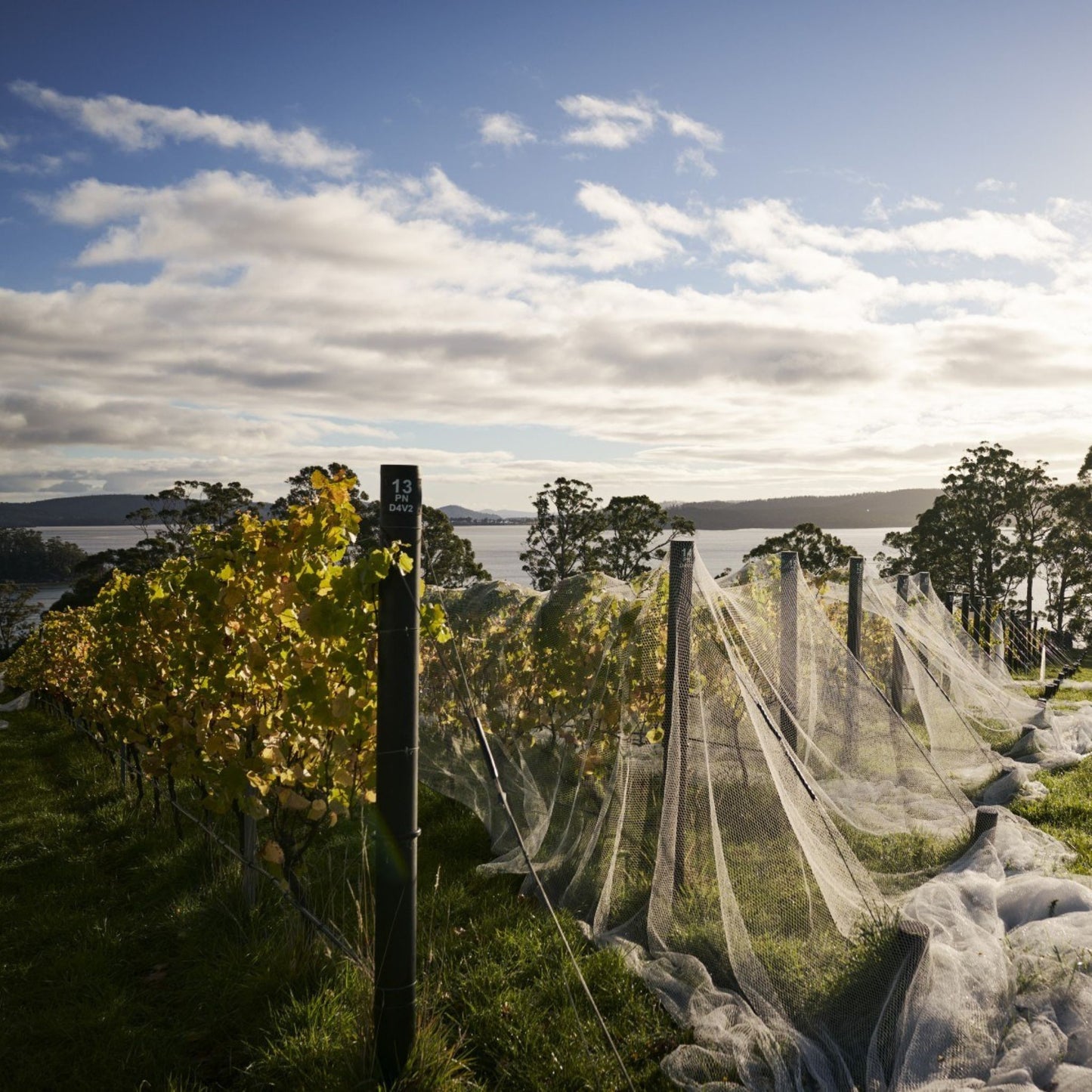 Hughes & Hughes Chardonnay 2023