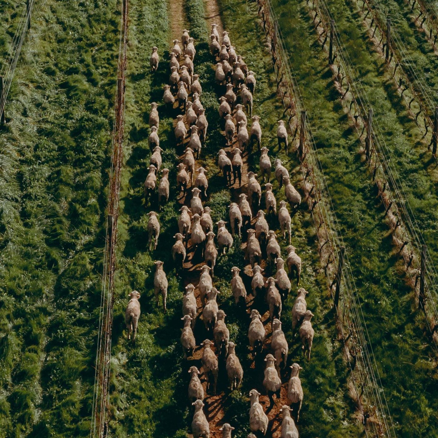 Fire Gully Shiraz 2022