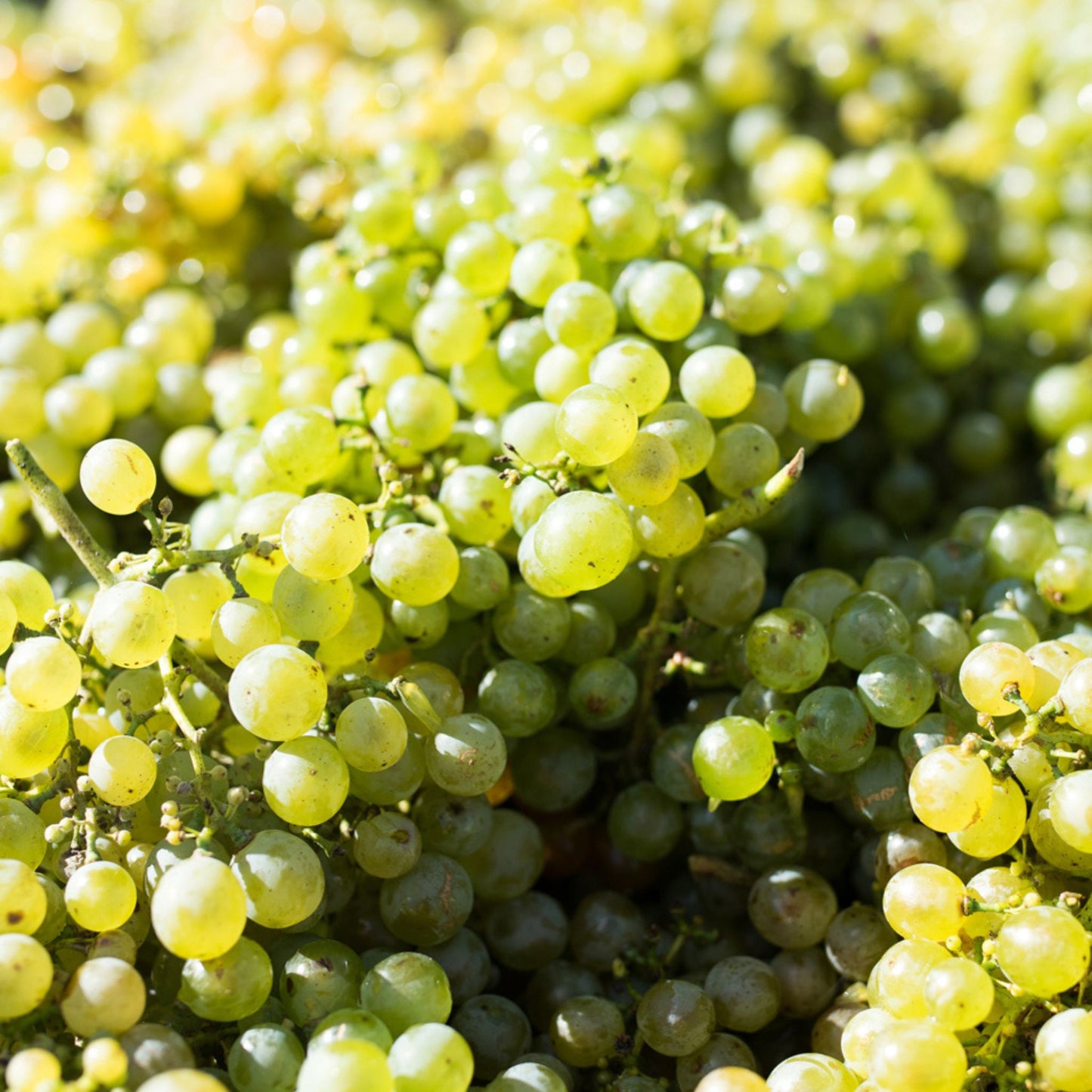 Nick Spencer Gruner Veltliner 2023