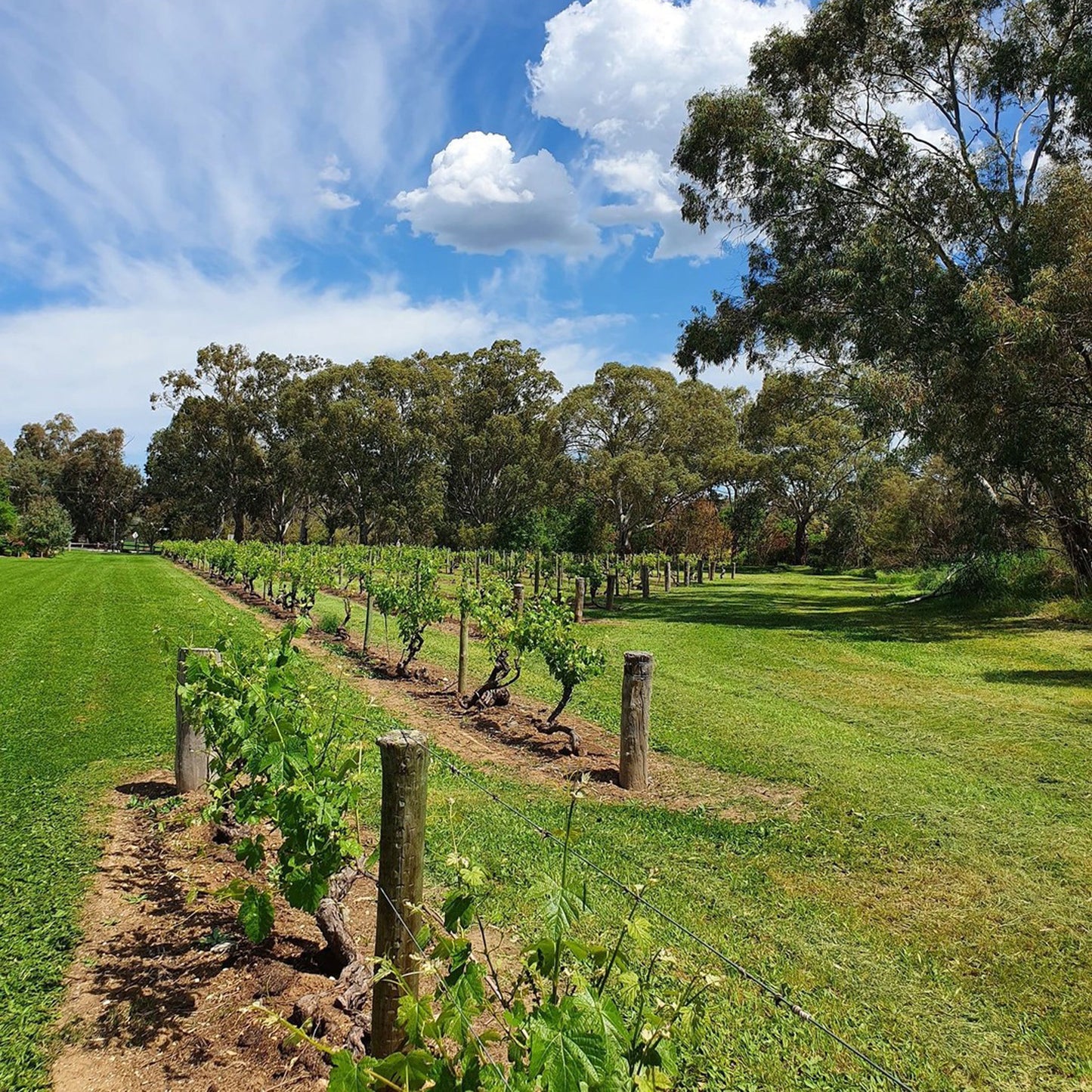 Langmeil Pure Eden Shiraz 2021