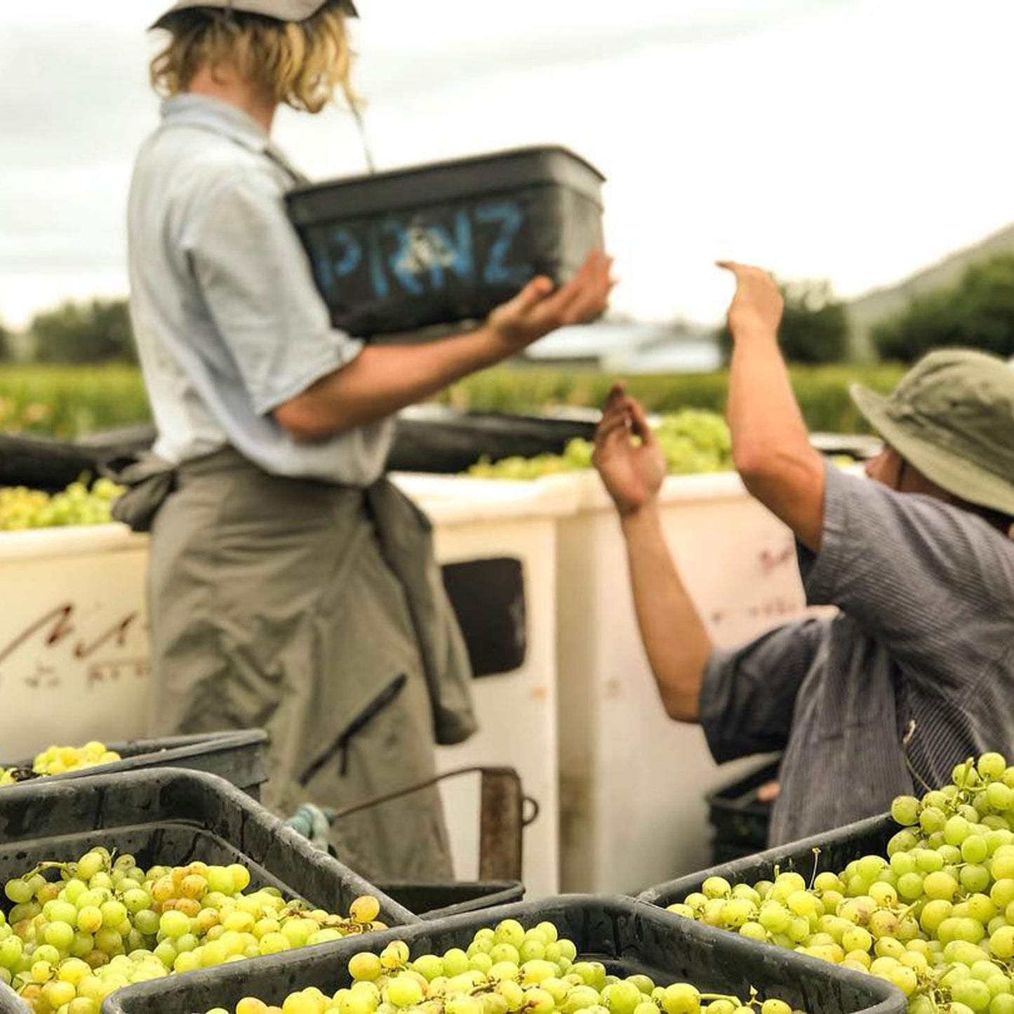 Millton Te Arai Chenin Blanc 2022