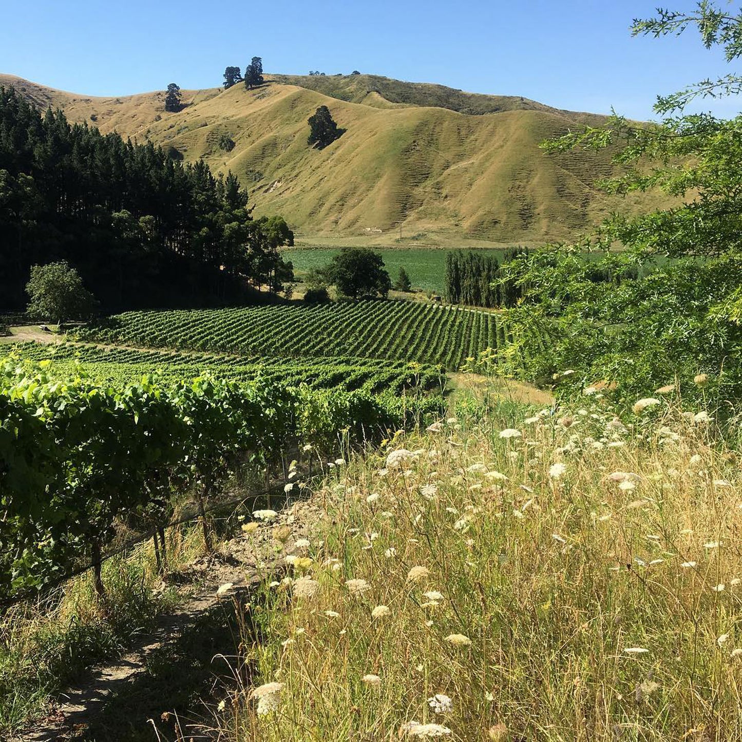 Millton Te Arai Chenin Blanc 2022
