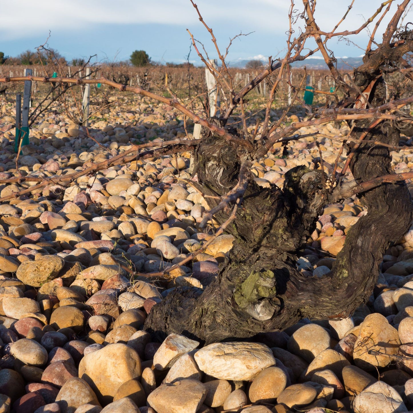Domaine du Vieux Télégraphe Châteauneuf-du-Pape 2021