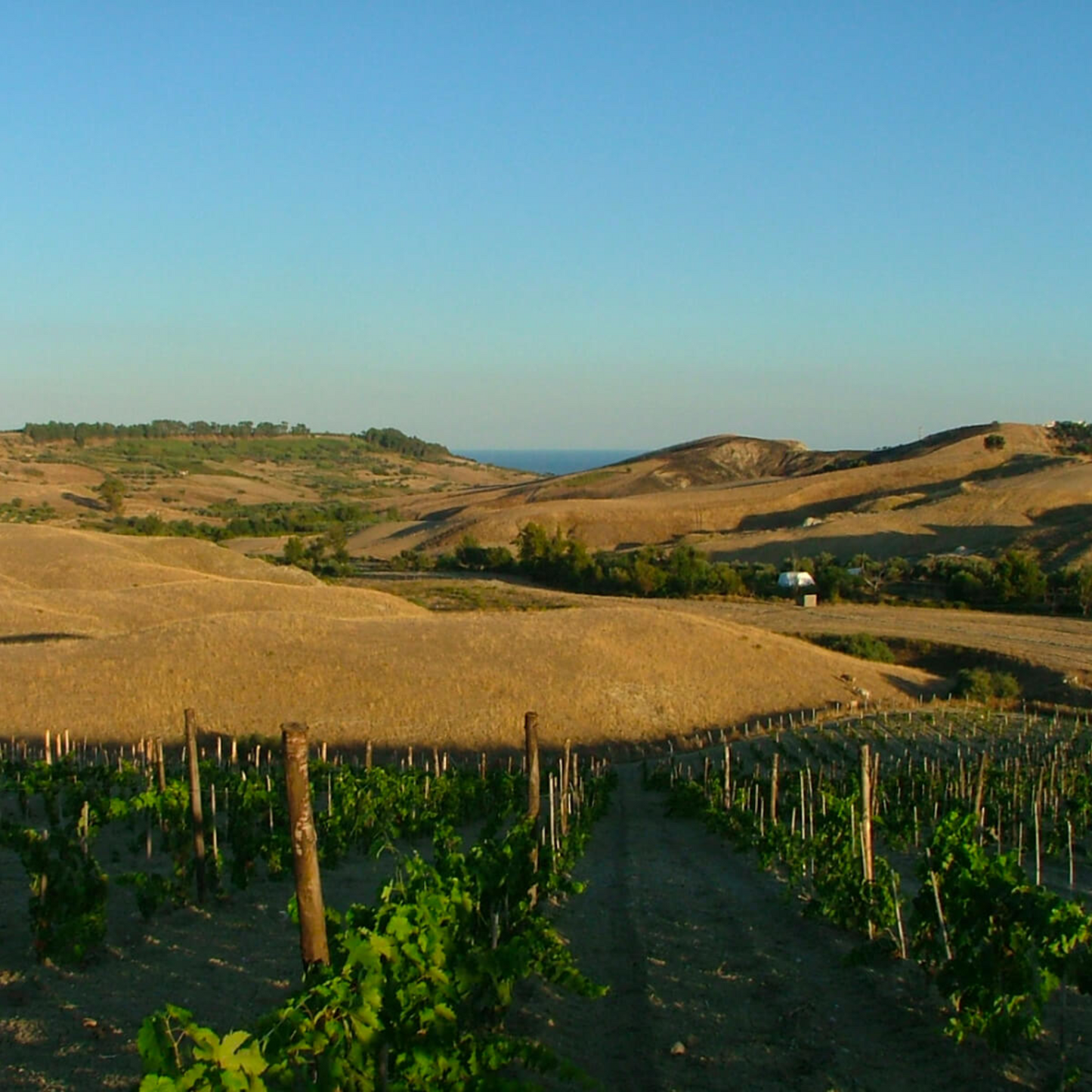 Cantine Lavorata Nero D'Avola 2023