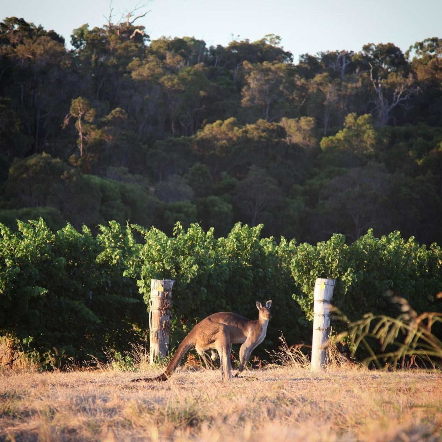 Fire Gully Shiraz 2022