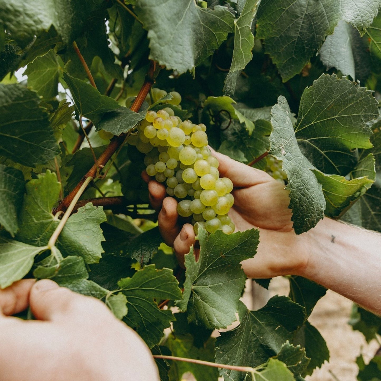 Fire Gully Sauvignon Blanc Semillon 2022