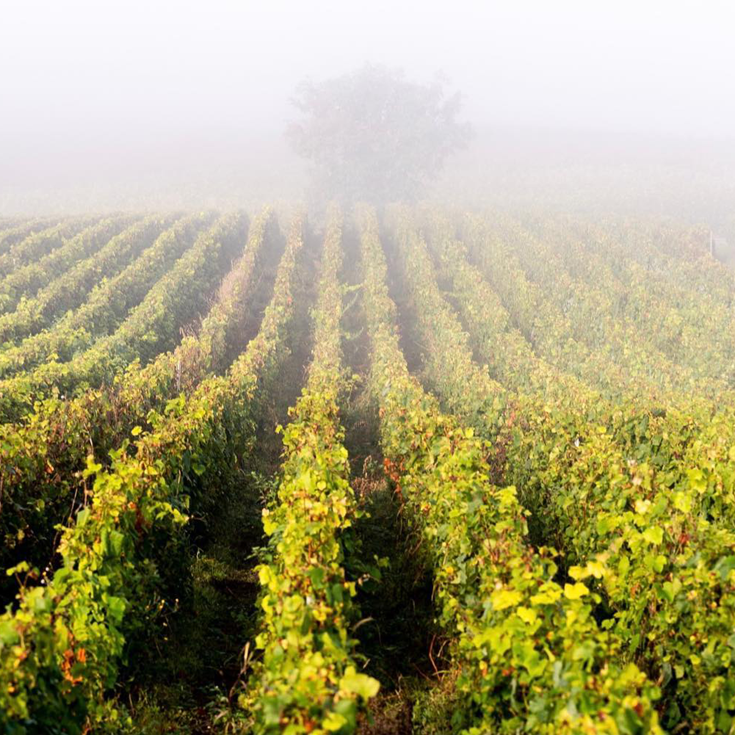 Pol Roger Brut Rose Vintage 2018