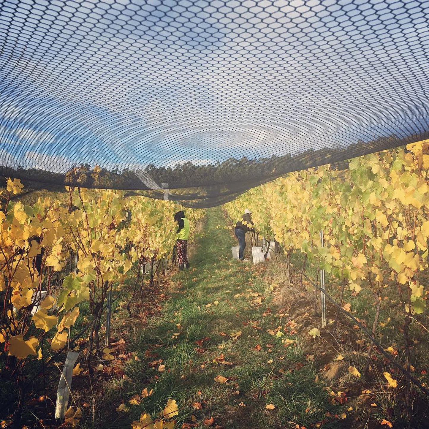 Sailor Seeks Horse Pinot Noir 2022