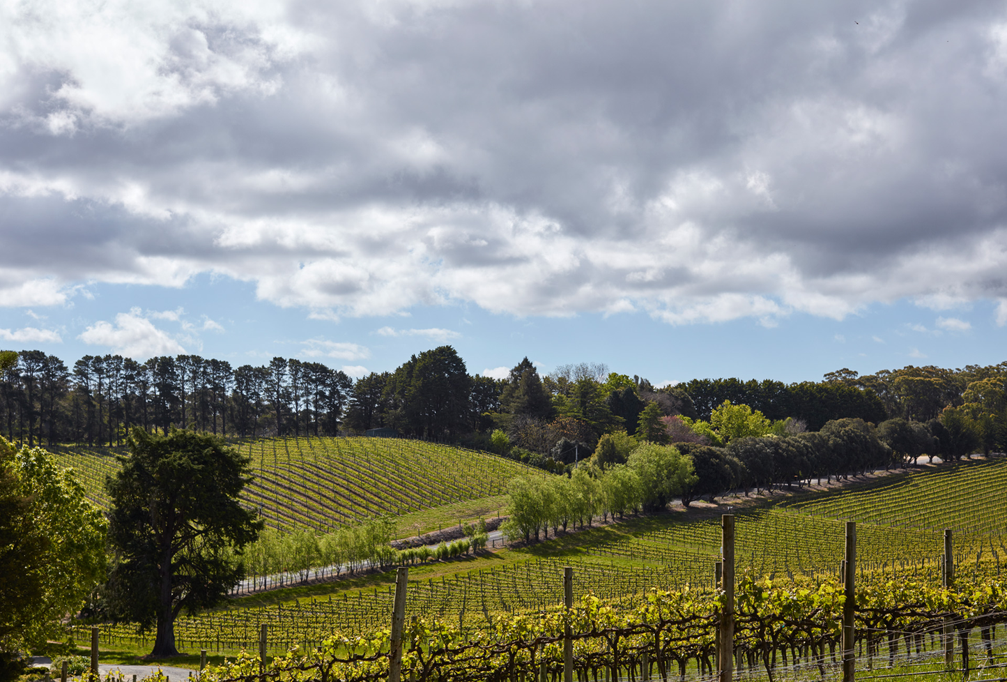 Shaw + Smith Riesling 2022