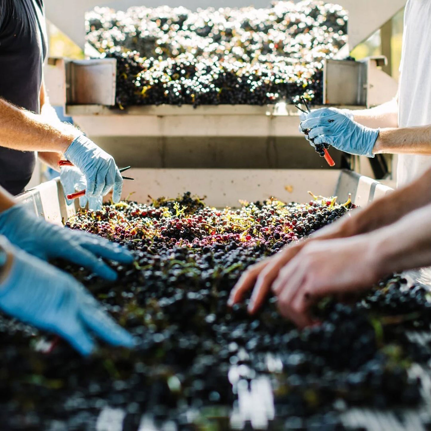 Shaw + Smith Shiraz 2022