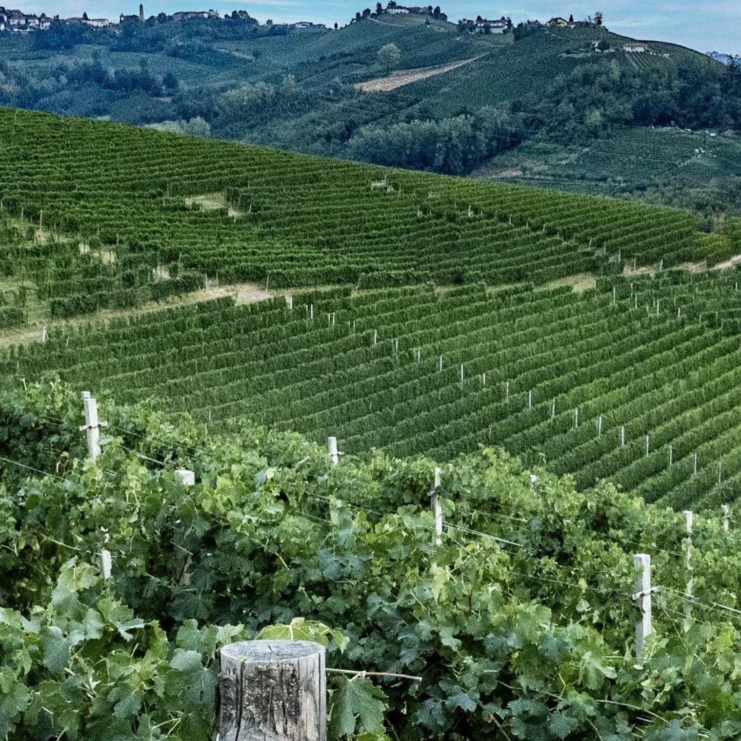 Vietti Langhe Nebbiolo Perbacco 2021