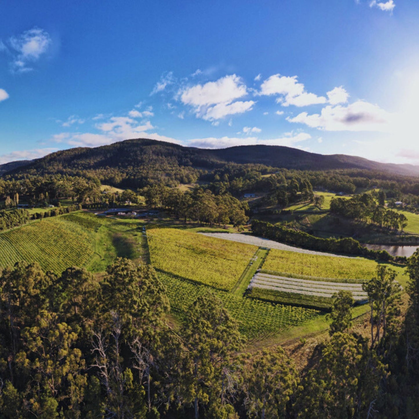 Hughes & Hughes Pinot Noir 2023