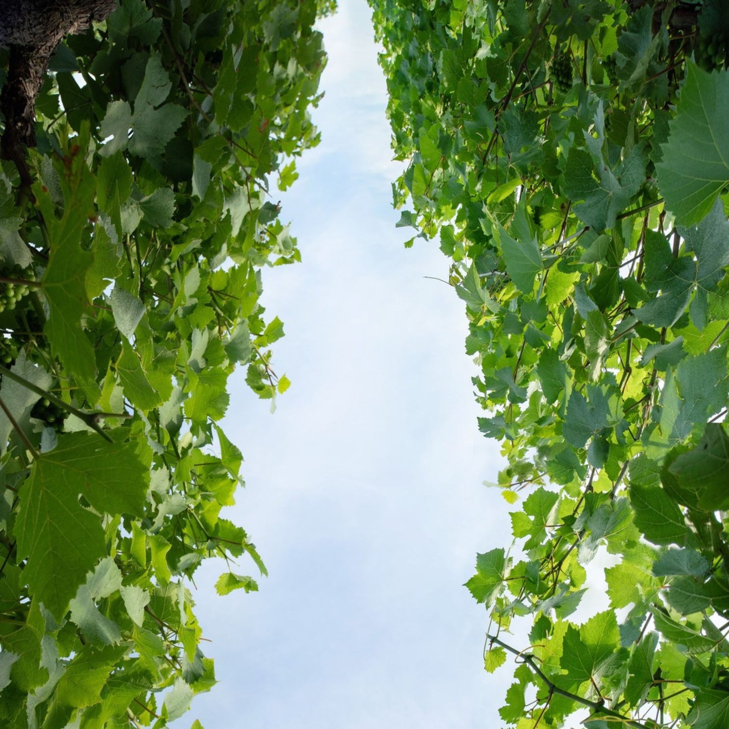 Louis Roederer Blanc de Blancs 2016