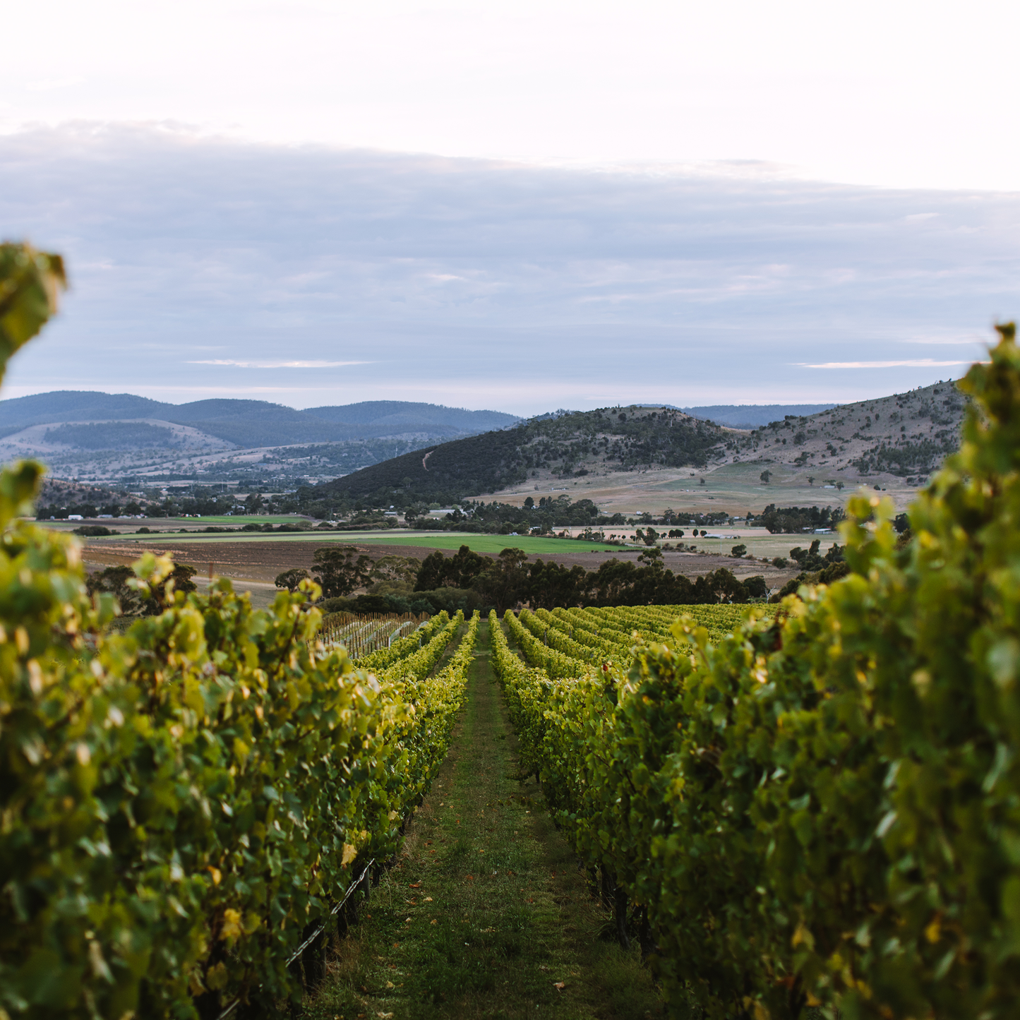 Tolpuddle Chardonnay 2021