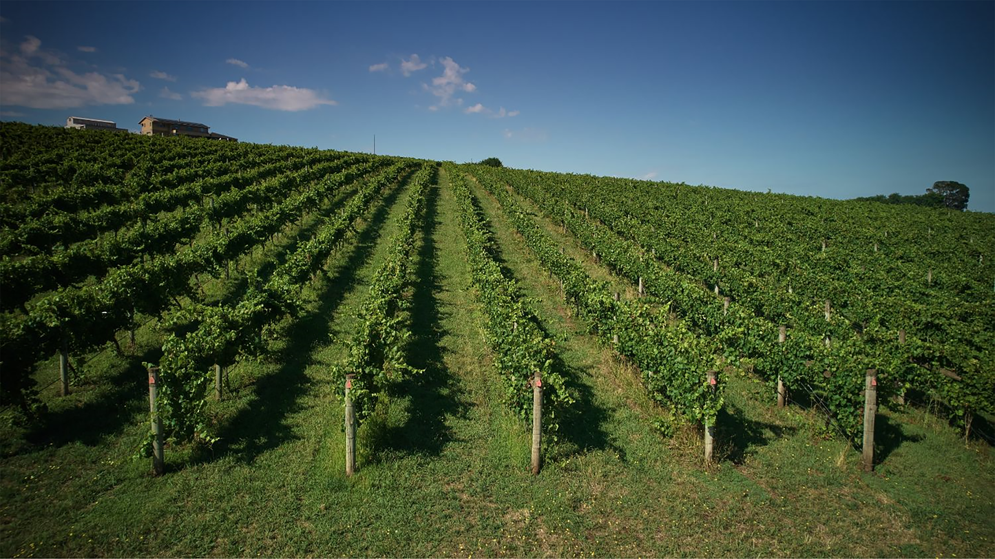 Giant Steps Primavera Vineyard Pinot Noir 2021