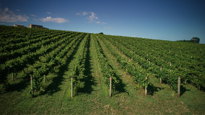 Giant Steps Primavera Vineyard Pinot Noir 2021