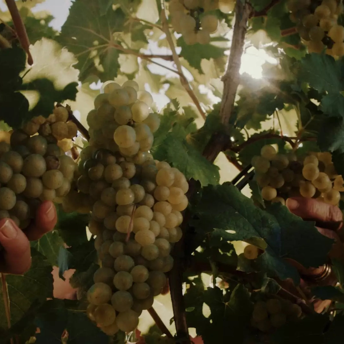 Ponte Pinot Grigio DOC delle Venezie 2021