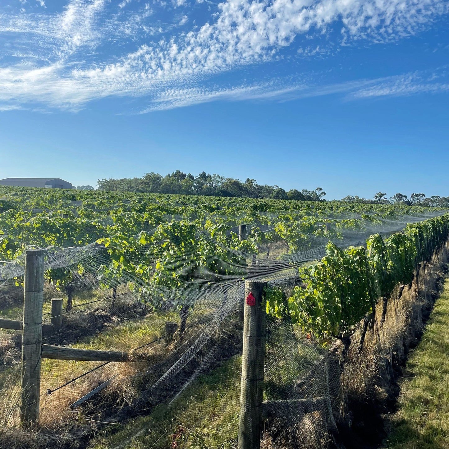 Ten Minutes By Tractor McCutcheon Pinot Noir 2022