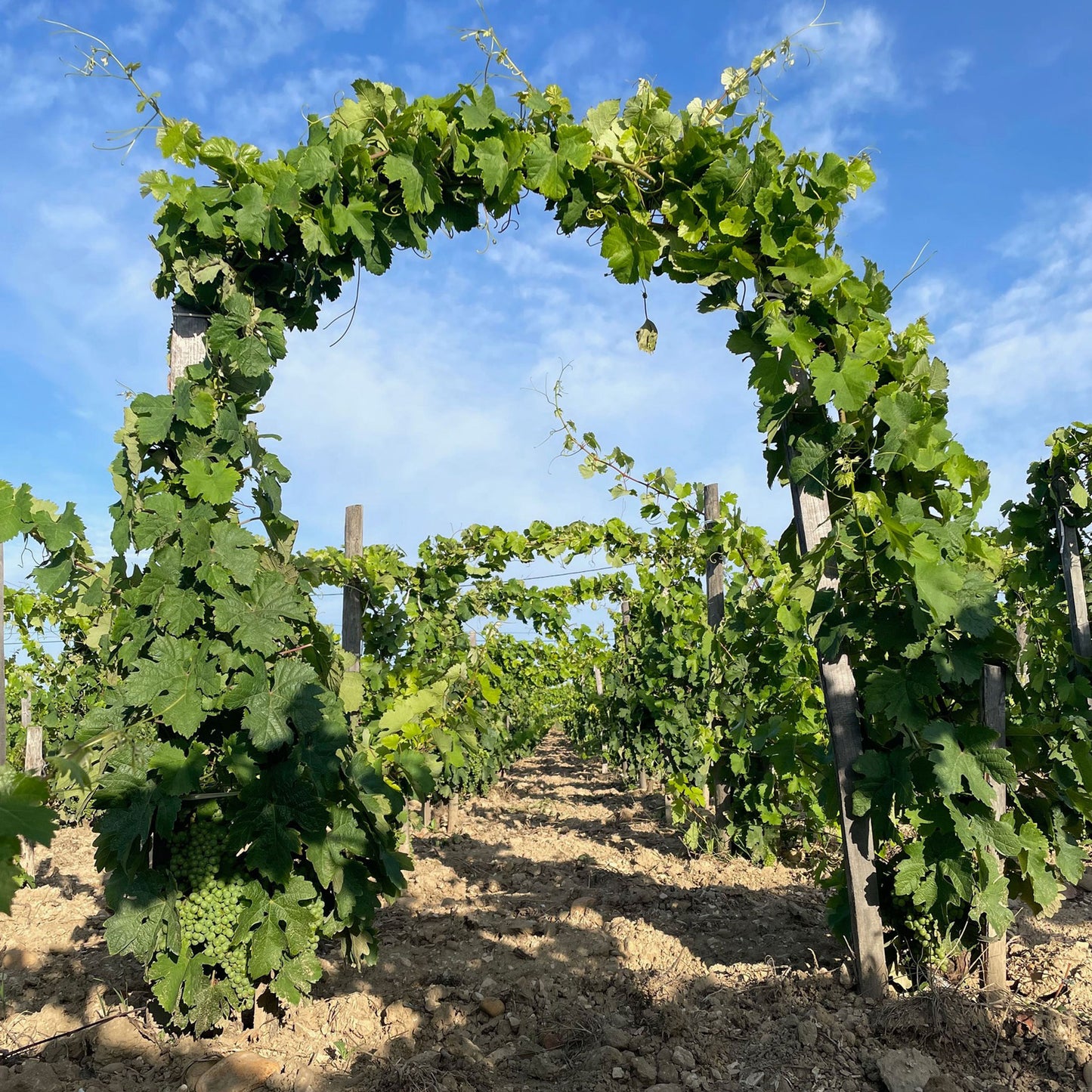 Domaine La Barroche Chateauneuf-du-Pape 2020
