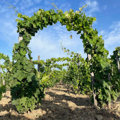 Domaine La Barroche Chateauneuf-du-Pape 2020