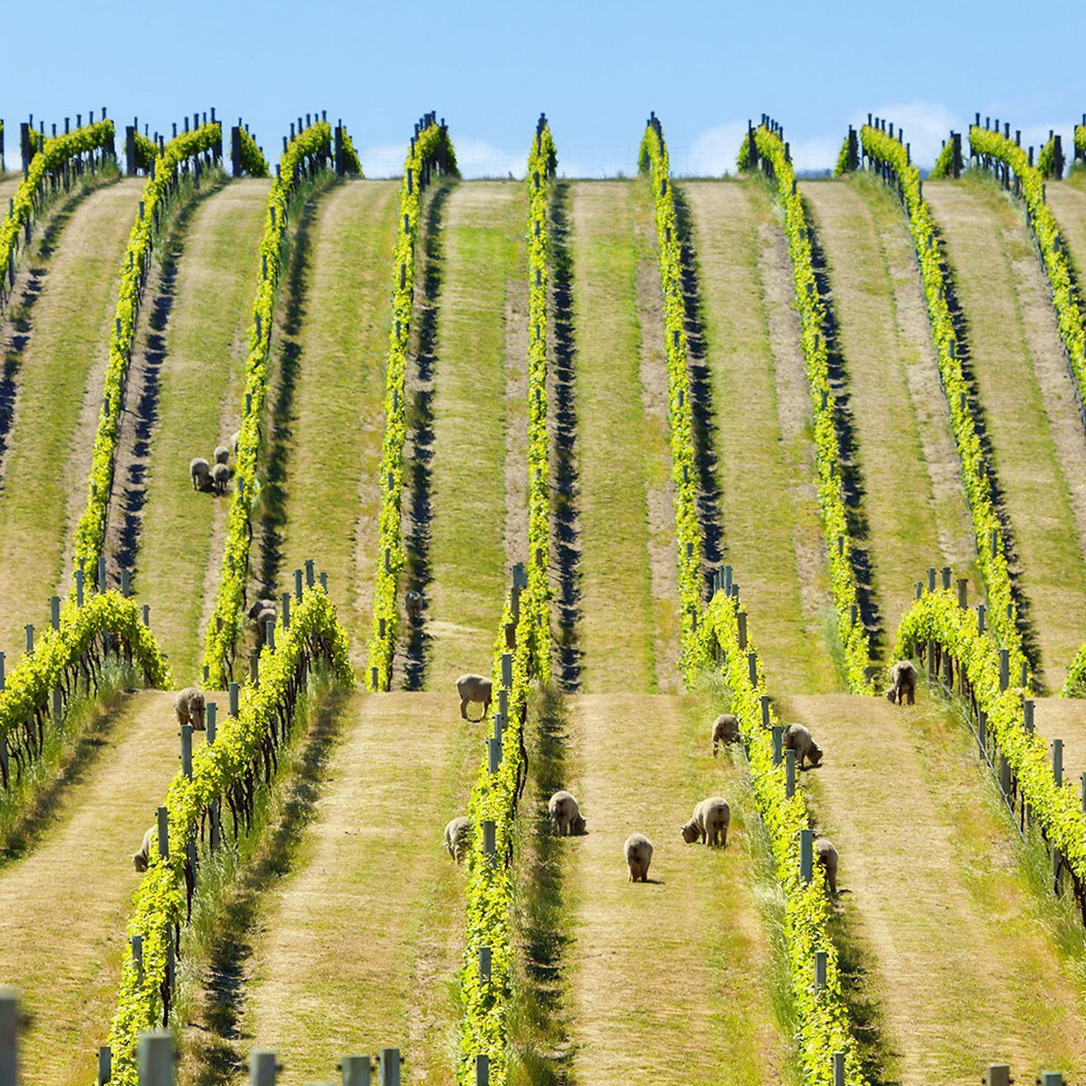 Villa Maria Keltern Chardonnay 2022