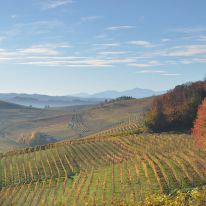 Cascina Ghercina Barbera d'Alba 2021