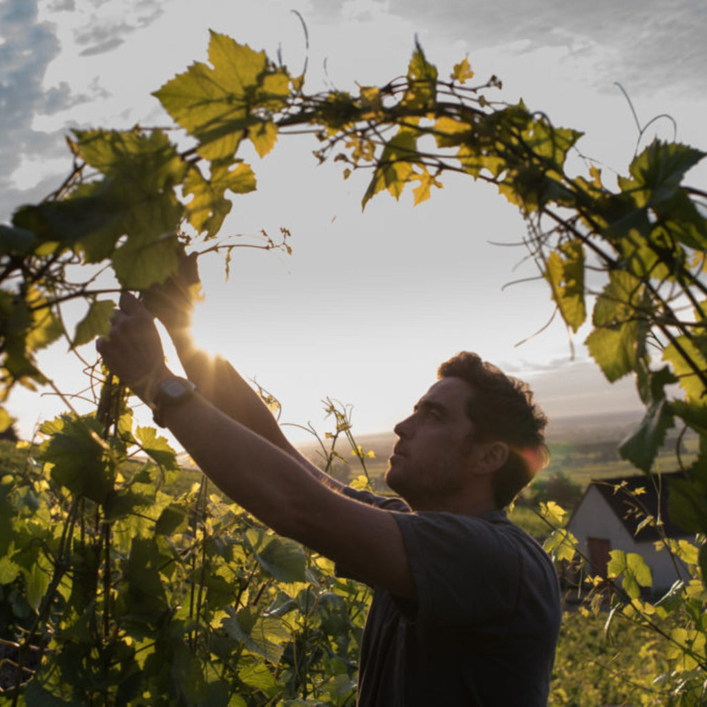 Domaine Jean-Marc et Thomas Bouley Pommard 2021